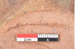 Foto (Detailansicht) von Glyptostrobus europaeus Brongniart (NHMW-GEO-2024-0188-7951)